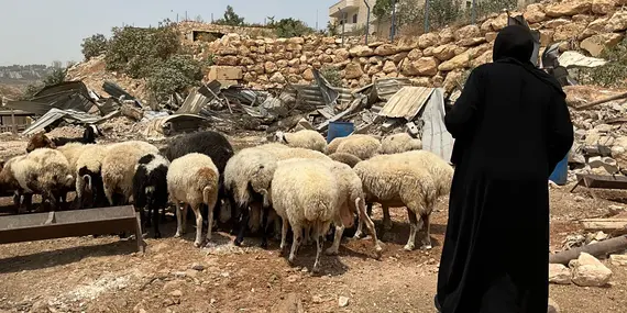 A Palestinian herding sheep after Israeli forces demolished animal shelters on 11 August 2025 in the South ’Anata Bedouin community, near the area designated for the E1 settlement plan. Photo by OCHA