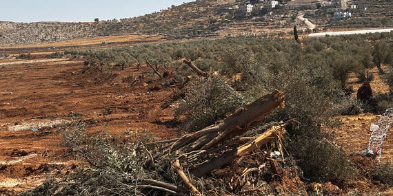 Land levelling and uprooting of trees in Al Mughayyir village, in Ramallah governorate, during a four-day Israeli operation between 21 and 24 August 2025. Photo by OCHA.