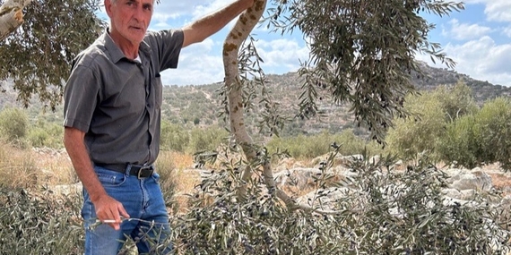 A Palestinian from Kafr Qaddum standing in his grove, which was vandalized by Israeli settlers. "The olives were ready, the groves abundant, now they're gone," he said. Photo By OCHA