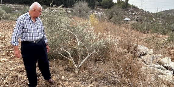 A Palestinian farmer next to an olive tree cut by Israeli settlers in Jinsafut, in the northern West Bank. Photo by OCHA 