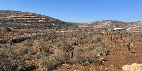 أشجار زيتون قطعها المستوطنون الإسرائيليون وأتلفوها بالقرب من قرية المغير في محافظة رام الله، أكتوبر/تشرين الأول 2025. تصوير: مكتب تنسيق الشؤون الإنسانية 