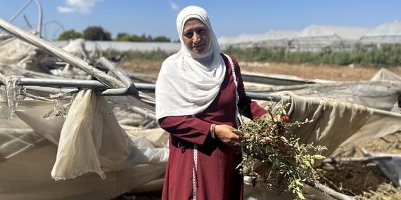 سيما أبو إسماعيل، مزارعة من طولكرم، تحمل الطماطم التي قطفتها من دفيئتها المدمرة، والتي شكّلت مصدر رزق أسرتها الوحيد، في اليوم التالي لتدميرها من قبل السلطات الإسرائيلية. وقالت: «كنت أعتمد على هذا الدخل لدفع تكاليف دراسة أبنائي.» تصوير مكتب الأمم المتحدة لتنسيق الشؤون الإنسانية