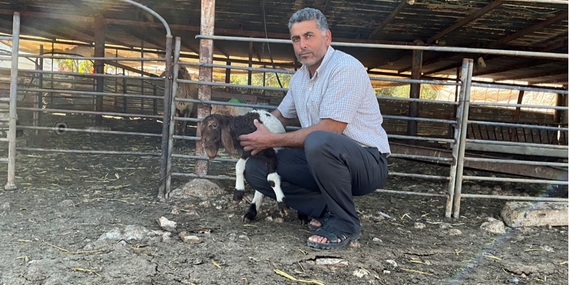 سليمان زيد من راس عين العوجا، يحمل ماعزًا مصابًا أمام حظيرة الماشية التي يملكها، حيث سرق المستوطنون الإسرائيليون أكثر من 1,000 رأس ماشية من التجمع الفلسطيني. تصوير مكتب الأمم المتحدة لتنسيق الشؤون الإنسانية