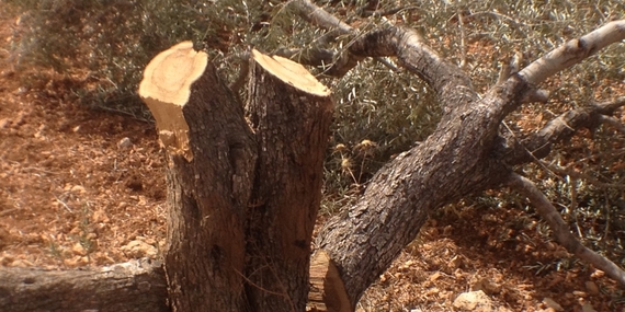 Cut olive tree