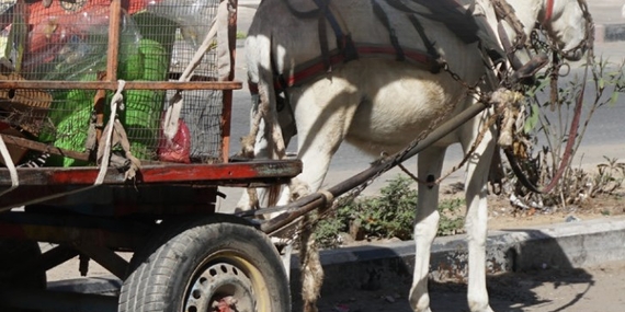 עובד עירייה משתמש בעגלה רתומה לחמור כדי לאסוף אשפה בעזה, אוקטובר 2016