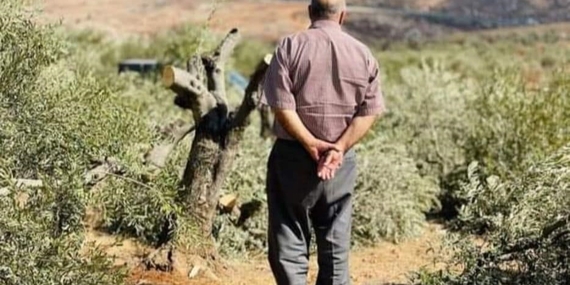 مزارع فلسطيني يقف وسط أشجار الزيتون التي قطعها المستوطنون مع بدء موسم القطف، قرية قُصرة (نابلس). صورة قدّمها المجتمع المحلي