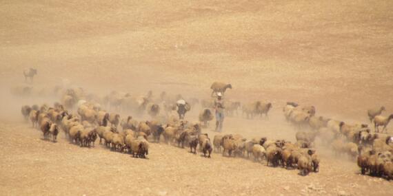 Palestinian man herding his livestock outside of Khirbet ar Ras al Ahmar, Jordan Valley (3 October 2019).  ©  Photo by OCHA