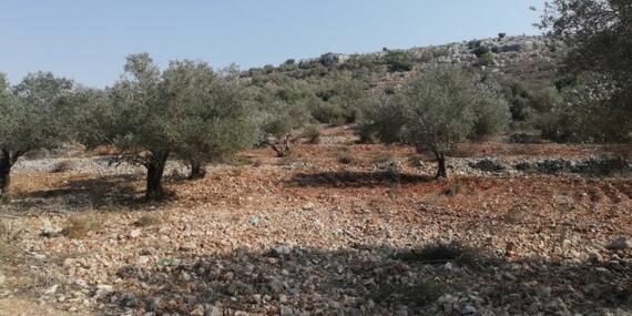 Mustafa’s land After the rehabilitation