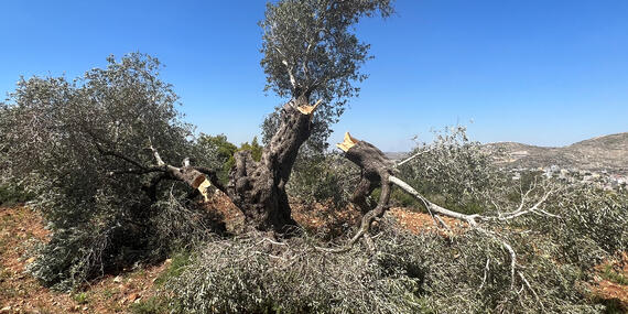 شجرة زيتون أتلفها مستوطنون إسرائيليون في قرية قريوت الفلسطينية، نابلس، نيسان/أبريل 2023. تصوير مكتب الأمم المتحدة لتنسيق الشؤون الإنسانية
