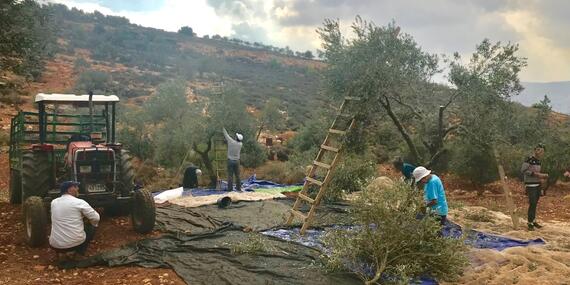 חקלאים פלסטינים מוסקים זיתים ליד ההתנחלות אלון מורה, פעילות המצריכה תיאום מוקדם, כפר עזמוט, 31 באוקטובר 2017 / © צילום: משרד האו״ם לתיאום עניינים הומניטריים