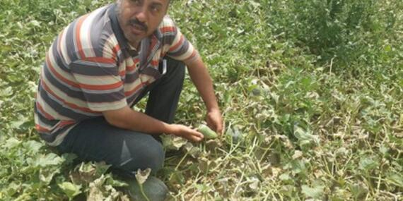 Tareq al-Omour showing the low quality of his produce, August 2017. © Photo by FSS.