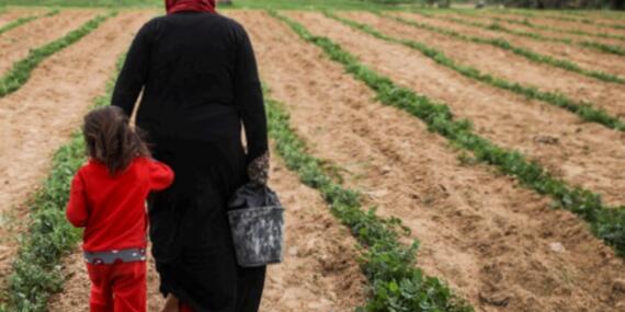 Woman in her peas field on her land in Shokat as Sufi, Gaza Strip. Photo by Wissam Sameer Mahmoud Nassar for ACTED oPt, September 2017