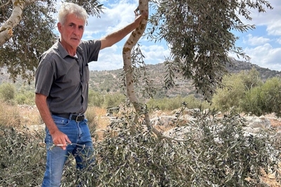 A Palestinian from Kafr Qaddum standing in his grove, which was vandalized by Israeli settlers. "The olives were ready, the groves abundant, now they're gone," he said. Photo By OCHA