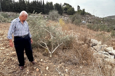 مزارع فلسطيني يقف بجوار شجرة زيتون قطعها المستوطنون الإسرائيليون في جينصافوط، شمال الضفة الغربية. تصوير: مكتب الأمم المتحدة لتنسيق الشؤون الإنسانية
