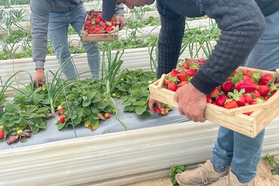 Palestinian farmers harvesting strawberries in Beit Lahia, the Gaza Strip, ahead of their export, 23 February 2023. Photo by OCHA