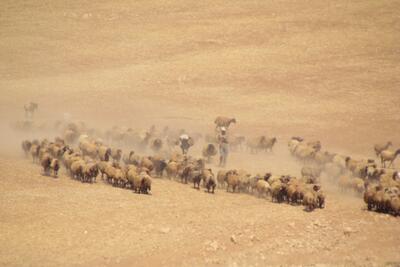 Palestinian man herding his livestock outside of Khirbet ar Ras al Ahmar, Jordan Valley (3 October 2019).  ©  Photo by OCHA