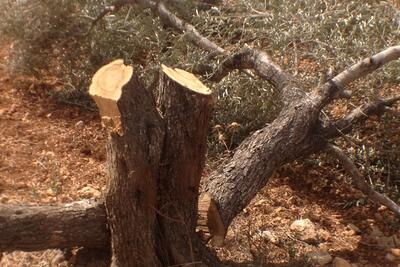 More than 60 trees were cut down by settlers of Tappuah in Yassuf village, Salft Governorate. September 2014. Photo by OCHA