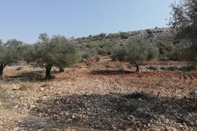 Mustafa’s land After the rehabilitation